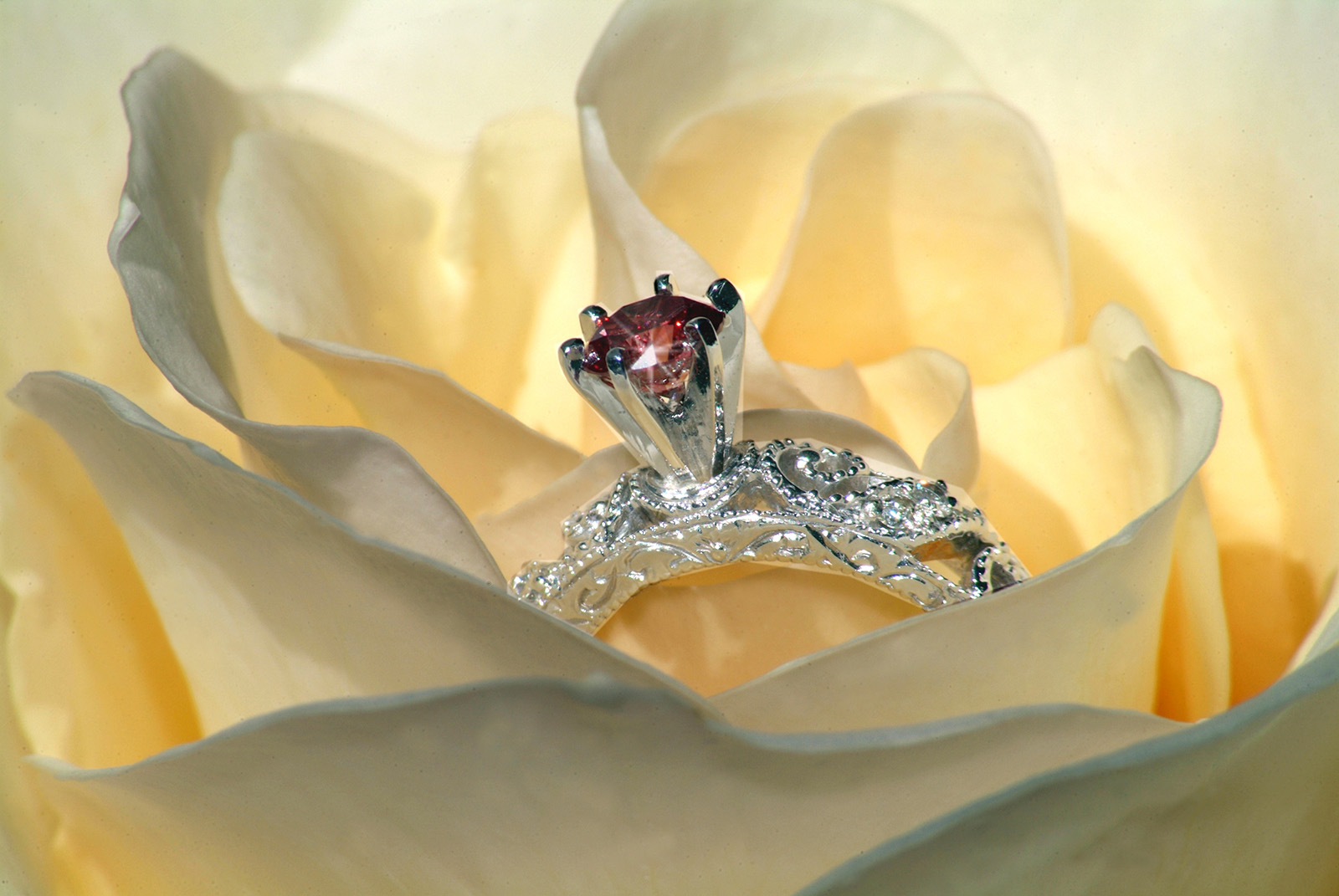 White Gold wedding ring with red diamond resting in a white rose