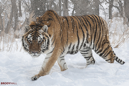 Willy, a Siberian Tiger, in the snow, stalking at Serenity Springs Wildlife Center