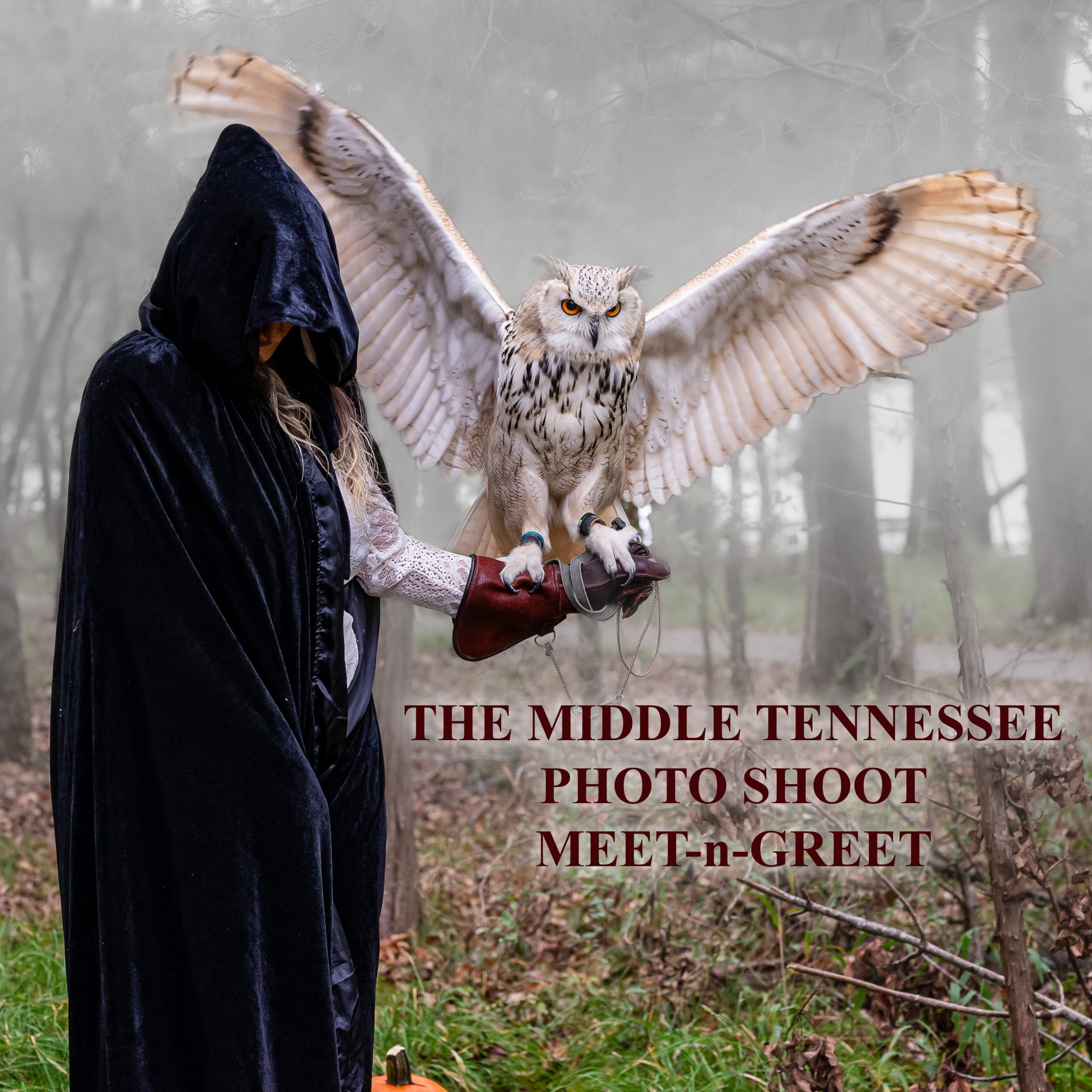 Boo! Cloaked female model in the Tennessee woods holding a large white owl, it's wings unfurled.